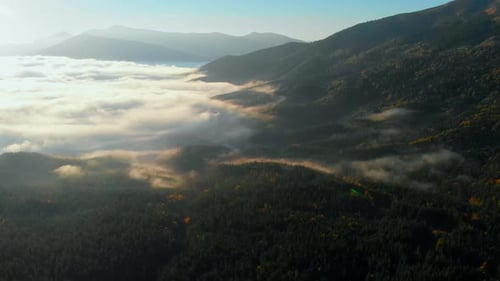 Aerial view: Amazing Thick Morning Fog Covering Mountains Spice and Spruce Forest.