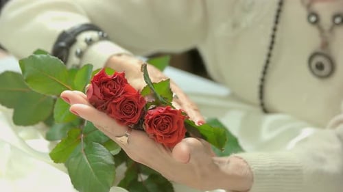 Senior Hands Holding Three Red Roses Indoors