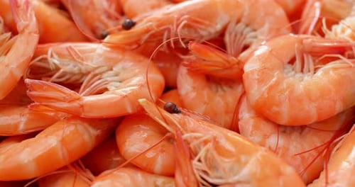Cooked Fresh shrimp
