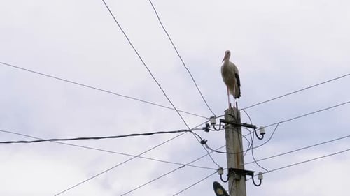 Alone Stork Stands on a Pillar of High Voltage Power Lines on a Sky Background.