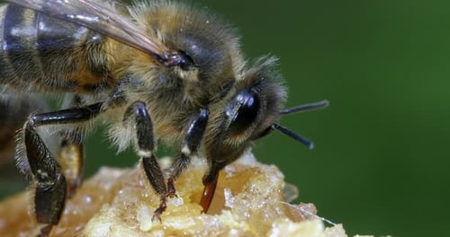 European Honey Bee, apis mellifera, black Bee Licking Honey, Hive in Normandy, Real Time 4K
