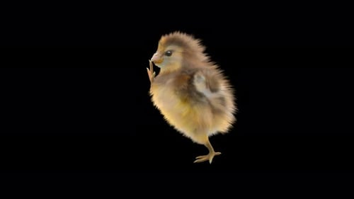 Cute Fluffy Chick Walking Cycle 3D Animation