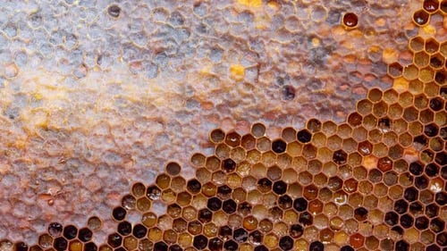 Close Up of Honey Wood Wax Frame Honeycomb Slow Motion
