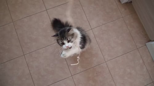 Fluffy Cat Playing Energetically with a String