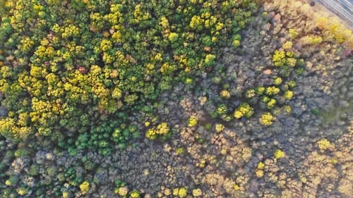 Autumn Top View of Beautiful Forest with Deciduous and Coniferous Trees