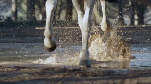 Horse galloping through water.