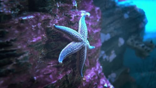 Seestern Asterias Forbesii