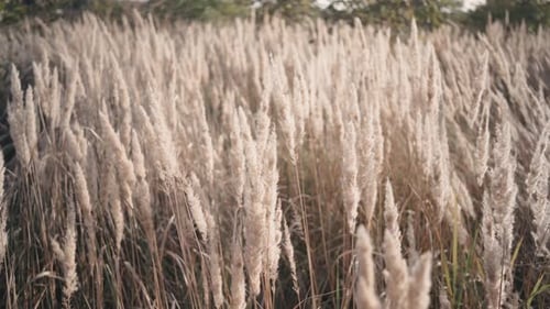 Close Up of Grass Field Flowers at Sunset Orsunrise Light