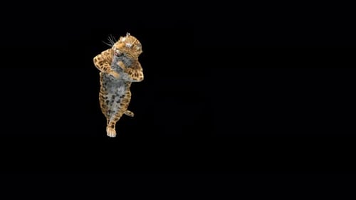 Leopard Dancing 4K
