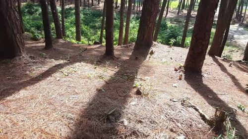 Hintergrundbeleuchtung aus Kiefernwald.