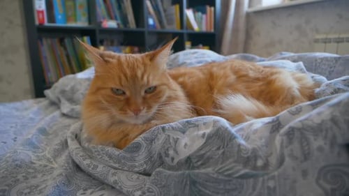 Beautiful Orange Cat Resting on Bed in Cozy Home
