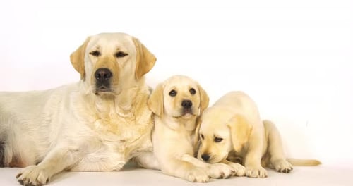 Gelber Labrador-Retriever, Hündin und Welpen auf weißem Hintergrund, Normandie, Zeitlupe 4K
