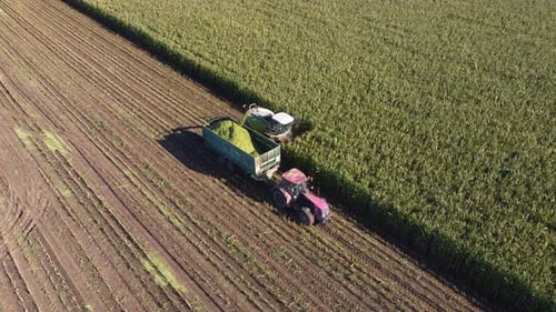 An agricultural harvester picks up mature corn and pours the grain into the tractor trailer.