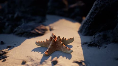 Starfish on Sandy Beach at Sunset