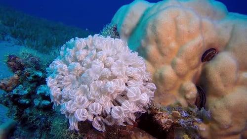 Lush White Soft Coral on a Thriving Coral Reef