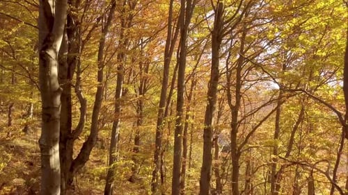 Autumn Forest