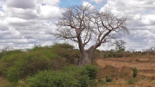 Baobab, landscape on the road to go to Tsavo Park, Kenya, slow motion