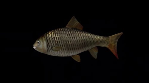 Fish Fast Swimming – Side View