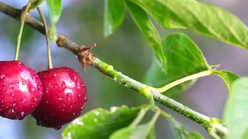 Two Cherries on Branch with Water Droplets