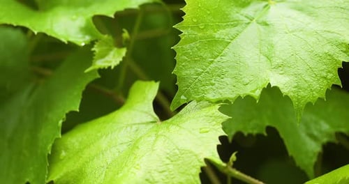 Wassertropfen auf der Blattoberfläche