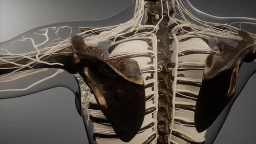 3D Human Nervous System and Skeleton Medical Animation