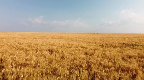 Wheat in the Field Aerial View