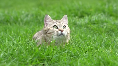 Cute Scottish Cat Playing On Green Grass