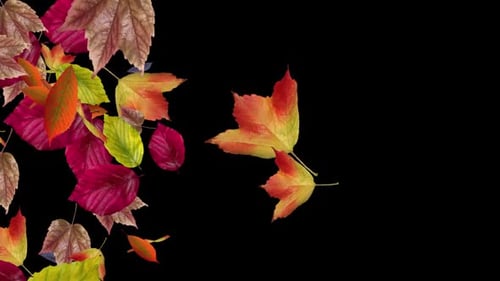 Colorful Fall Leaves - Autumn Forest Trees - Fast Windy Transition