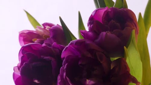 Closeup Timelapse Growing Big Bud Tulips Flowers and Green Petals Growing Plant