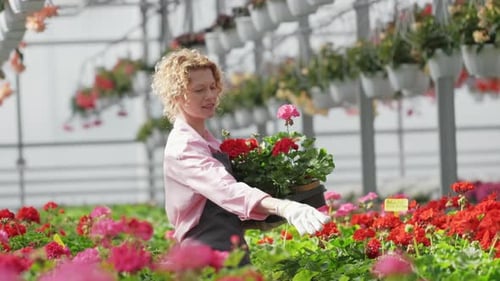 Blonde Female Florist Carrying Potted Flower Plants in Greenhouse Arranging Them for Sale