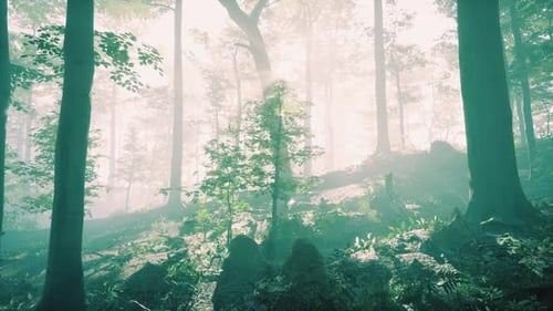 Sunny Silhouetted Forest with Sunbeams Through Fog