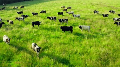 Cow Animal Cattle Graze Nature Sun Field Farm Meat Milk Grass