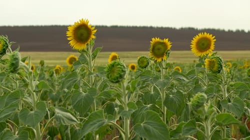 Green Sunflowers and Blooming Yellow Sunflowers on the Farm Field Background