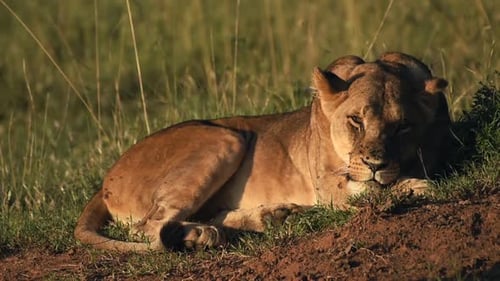 Lion du Cap infesté par des mouches alors qu'il est allongé sur l'herbe dans la nature sauvage au Kenya - Gros plan