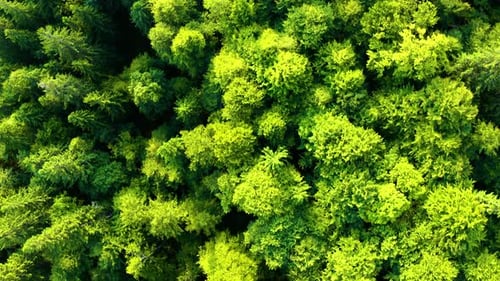 Aerial top Down view of Forest in the Spring. Drone shot Flying over Tree tops.