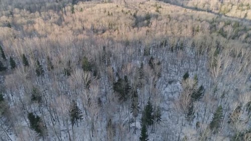 paisaje de invierno con bosque