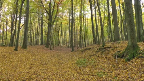 Autumn