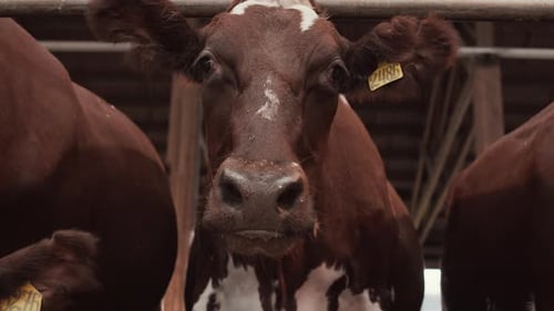 Retrato de vaca con ojos tristes