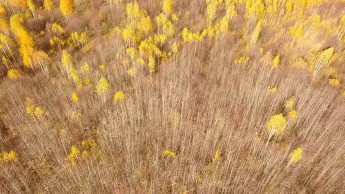 Trockener Herbstwald Natur
