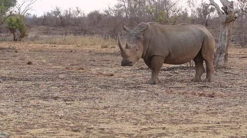 Ceratotherium simum, ein großes weißes Nashorn mit quadratischen Lippen, grast langsam am frühen Abend am