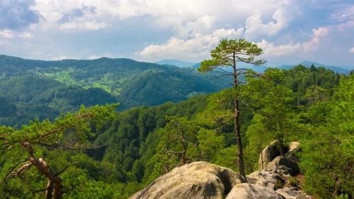 Mountain Landscape with Pine Trees Growing on Rock