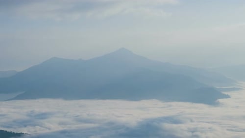 Nebel über dem Wald