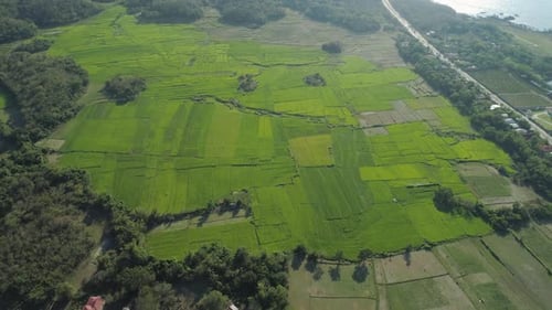 Landscape with Rice Terrace Field Philippines, Luzon