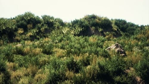 Beach Dunes with Long Grass