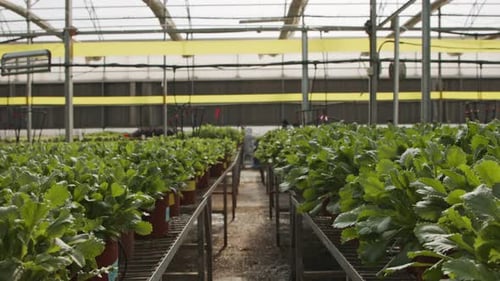 Greenhouse Filled with Rows of Lush Plants
