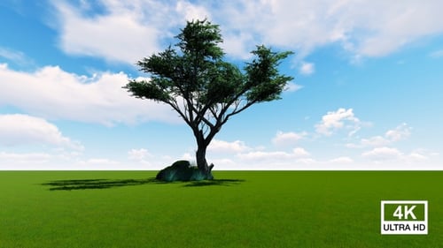 Single Tree In A Wide Open Field, With A Full Sky Of Clouds 4K