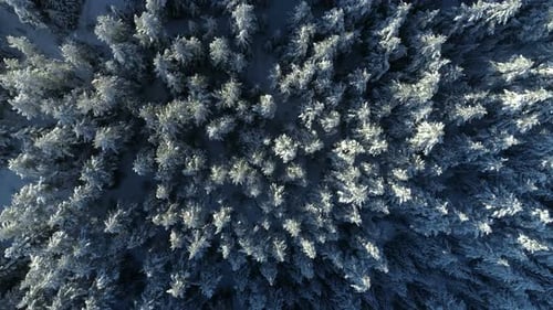 Aerial View of the Snow-covered Spruce Forest