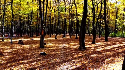 Aerial drone view of a flying in the autumn park.