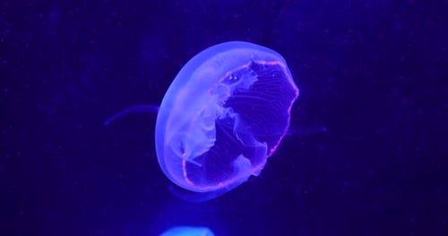 Close-up jellyfish in the depth in blue light