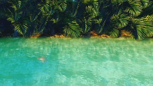 Pond in The Jungle